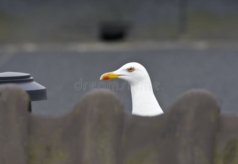 Kleine Mantelmeeuw, goéland brun, fuscus de Larus photo libre de droits Kleine Mantelmeeuw, goéland brun, fuscus de Larus photo libre de droits
