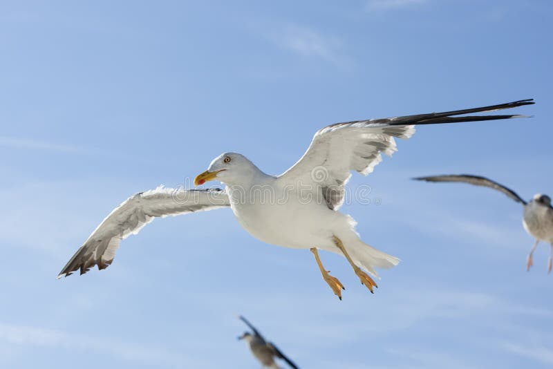Kleine Mantelmeeuw, lesser Svart-dragen tillbaka fiskmås, Larusfuscus arkivbild Kleine Mantelmeeuw, lesser Svart-dragen tillbaka fiskmås, Larusfuscus arkivbild