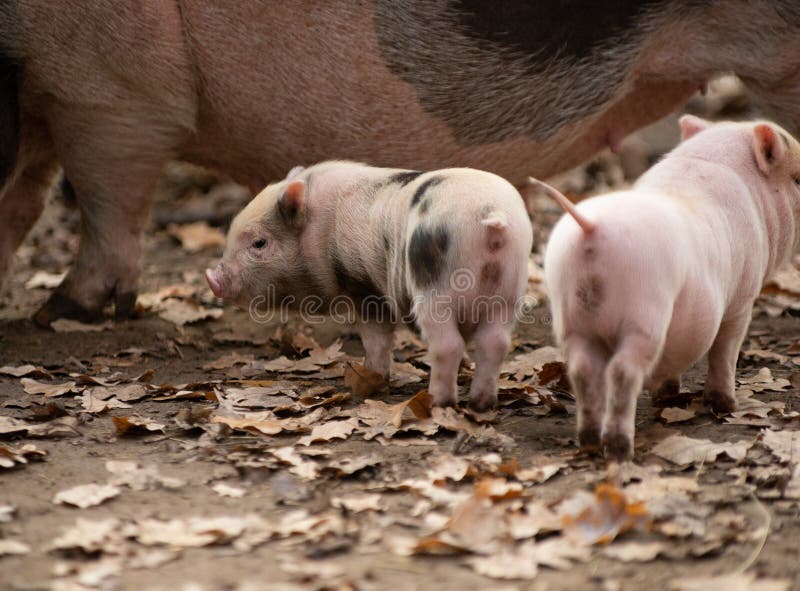 kleine minikruik Witte minipiglet met zwarte vlekken royalty-vrije stock foto kleine minikruik Witte minipiglet met zwarte vlekken royalty-vrije stock foto