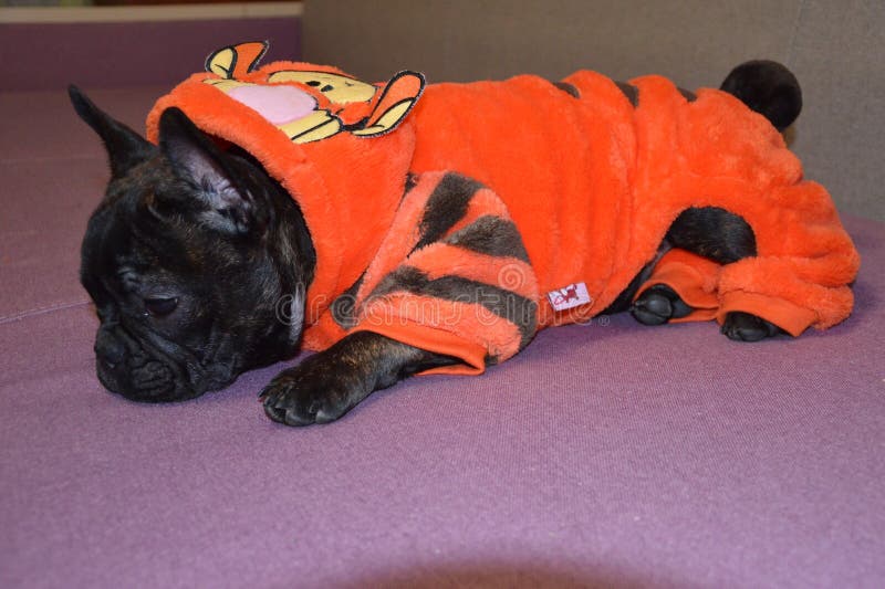 Kleine Nahaufnahme der französischen Bulldogge in der Strickjacke stockfoto Kleine Nahaufnahme der französischen Bulldogge in der Strickjacke stockfoto