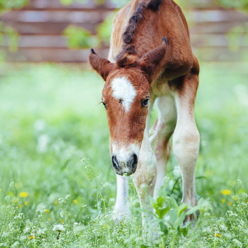 Interactie Transistor geleider Kleine Paarden Baby, Op Een Dag Oud, Pasgeborene Stock Afbeelding - Image  of paard, weide: 163905121