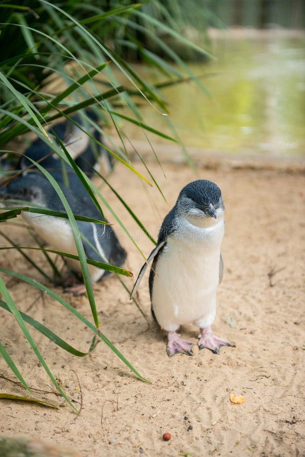 Kleine Pinguïnen in Australië stock fotografie Kleine Pinguïnen in Australië stock fotografie