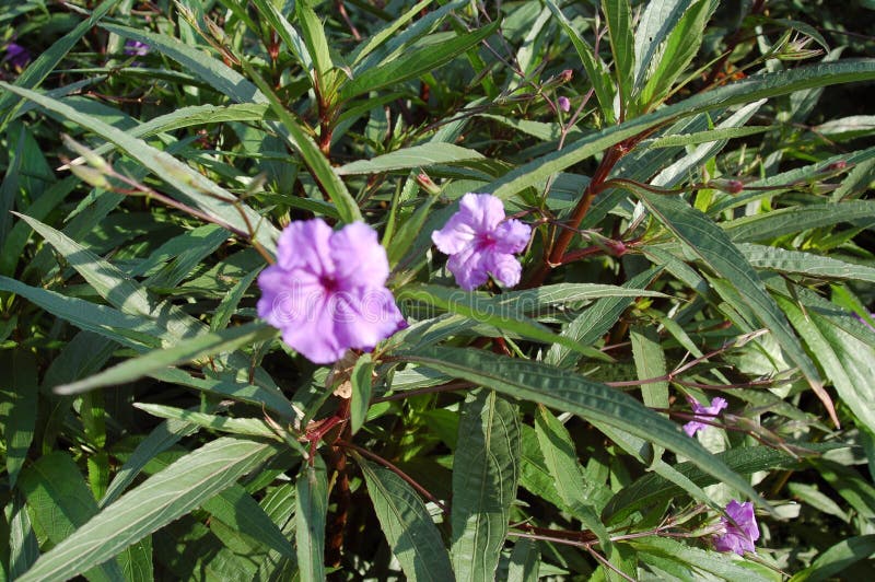 Kleine purpurrote Blumen in den Blättern von langen Blättern lizenzfreie stockbilder Kleine purpurrote Blumen in den Blättern von langen Blättern lizenzfreie stockbilder