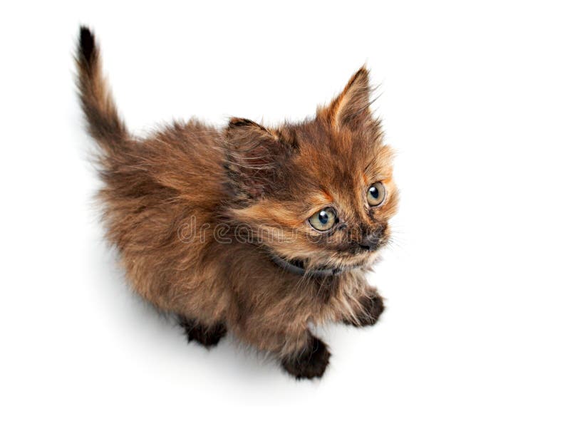 Kleine Pussykatze stockfotos Kleine Pussykatze stockfotos