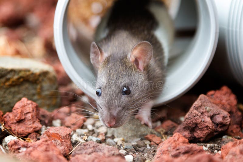 Nette Braune Ratte, Die Unter Decke Sich Versteckt