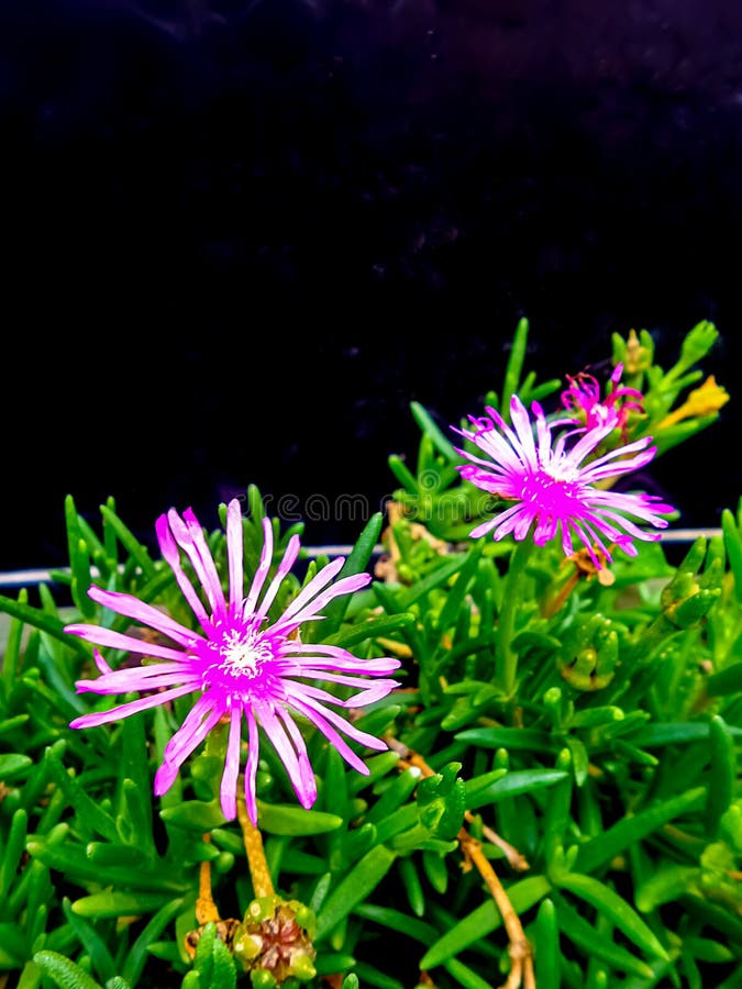 Kleine rosa Blumen und Grünblätter auf Blumenbeet