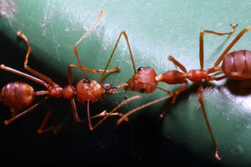 Kleine Rote Ameise Auf Baum Im Garten Stockbild Bild von