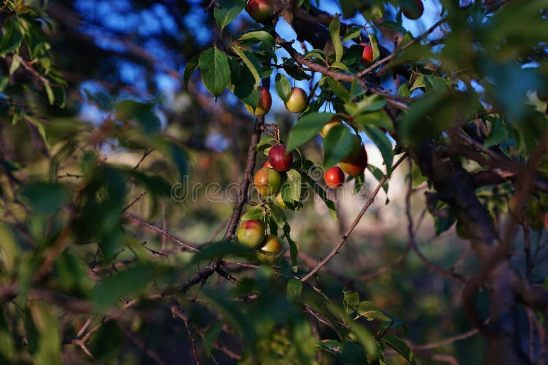 Kleine rote Pflaumen stockbilder Kleine rote Pflaumen stockbilder