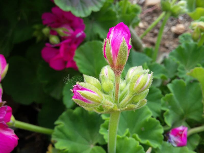 kleine roze rozen met groene aard in tuin royalty-vrije stock afbeelding kleine roze rozen met groene aard in tuin royalty-vrije stock afbeelding