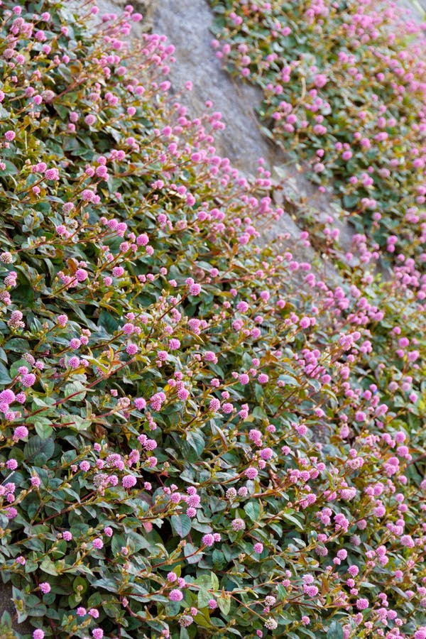 Kleine runde rosafarbene Blume stockfoto