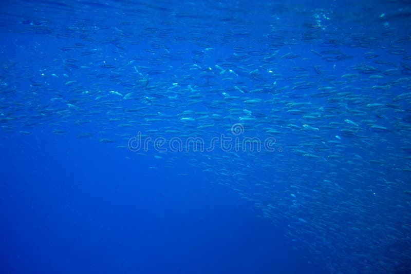 Kleine sardineschool in blauwe oceaan Zeevissen onderwaterfoto De diepzeecarrousel van de vissenkolonie in zeewater Makreelondiep stock afbeelding Kleine sardineschool in blauwe oceaan Zeevissen onderwaterfoto De diepzeecarrousel van de vissenkolonie in zeewater Makreelondiep stock afbeelding