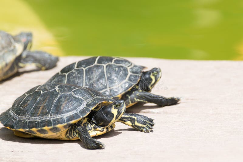 Smeren Pessimist Grillig Kleine Schildpadden Die Een Sunbath Nemen Stock Foto - Image of reptiel,  wild: 75018028