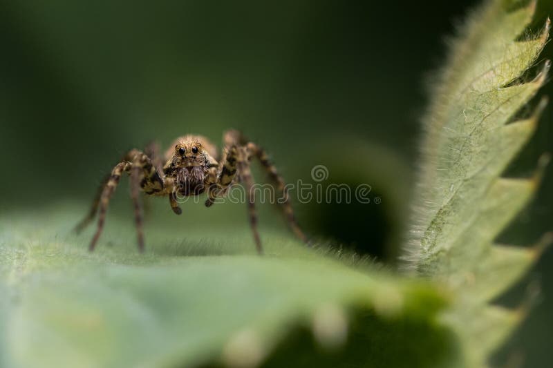 Kleine Spinne auf einem grünen Blatt stockfotos Kleine Spinne auf einem grünen Blatt stockfotos