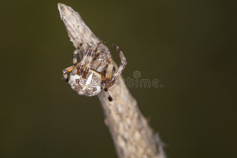 Kleine spinzitting op het eind van een stok royalty-vrije stock fotografie Kleine spinzitting op het eind van een stok royalty-vrije stock fotografie