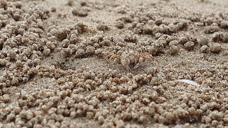 Kleine spookkrab die op het strand eet en zandballen maakt