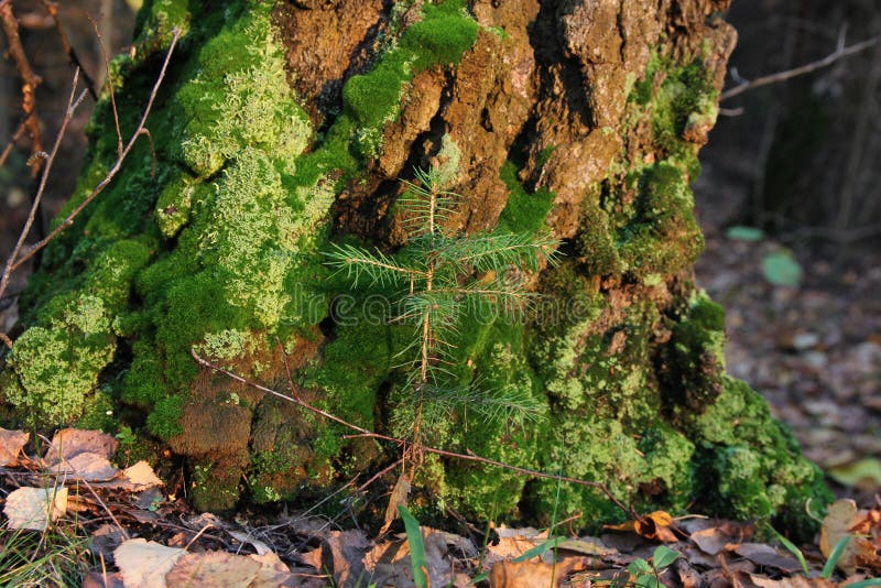 Kleine Tanne stockfoto. Bild von tanne, wald, wurzeln 40106716