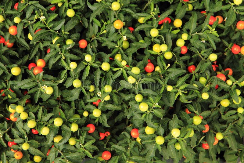 Kleine tomatenplantentextuur royalty-vrije stock foto