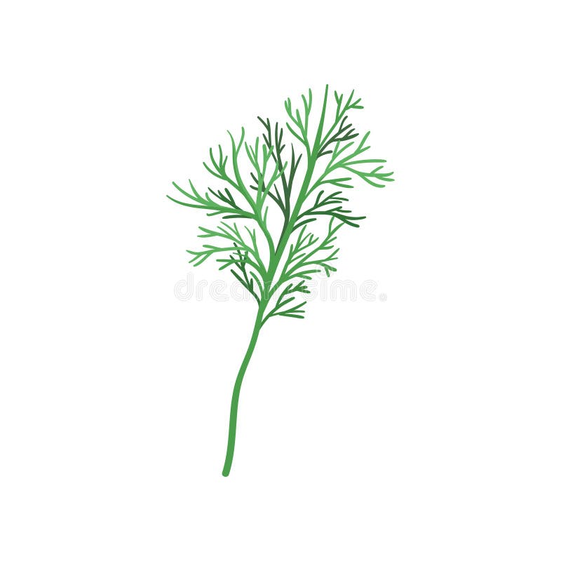 Kleine twijg van verse groene dille Aromatisch jaarlijks kruid Natuurlijk en gezond ingrediënt voor smaakstofschotels FFlatvector stock illustratie Kleine twijg van verse groene dille Aromatisch jaarlijks kruid Natuurlijk en gezond ingrediënt voor smaakstofschotels FFlatvector stock illustratie