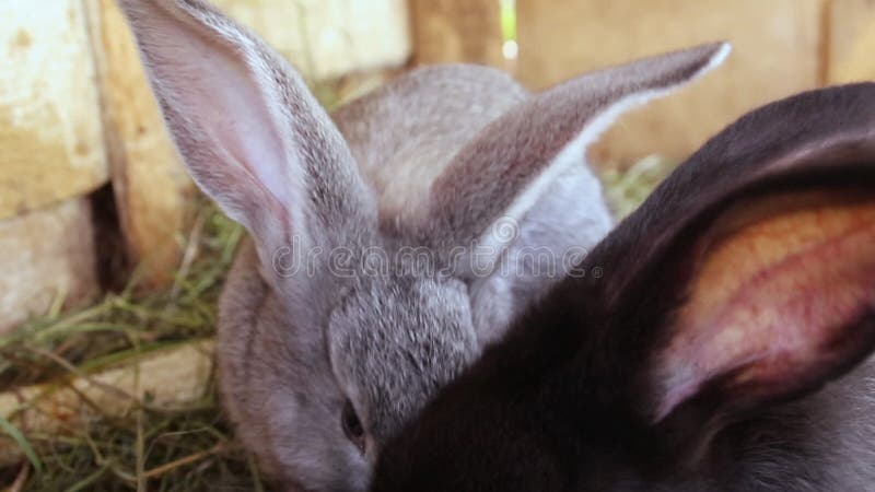 Kleine verschillende gekleurde konijnen in een kooi Zij eten vers gras