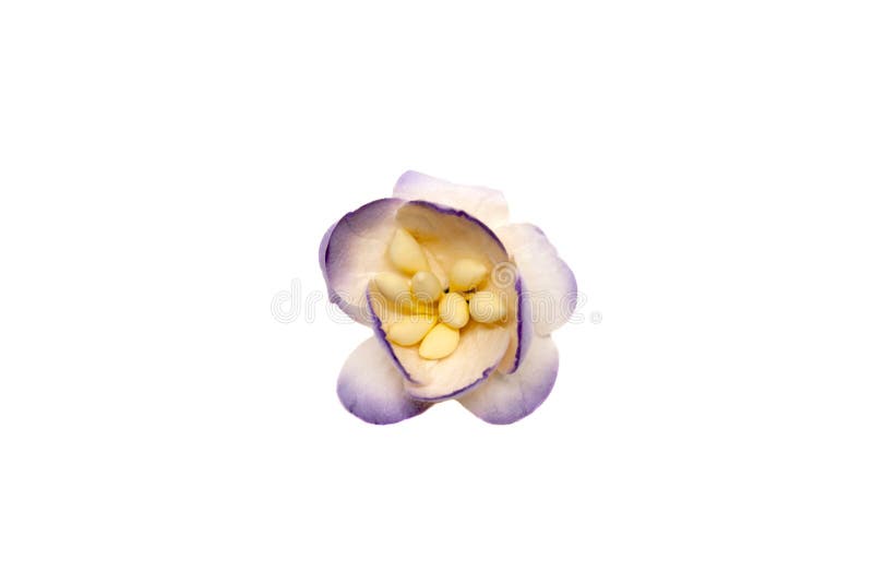 Kleine violette Papierblume für das Scrapbooking lokalisiert auf weißem Hintergrund stockfotografie Kleine violette Papierblume für das Scrapbooking lokalisiert auf weißem Hintergrund stockfotografie