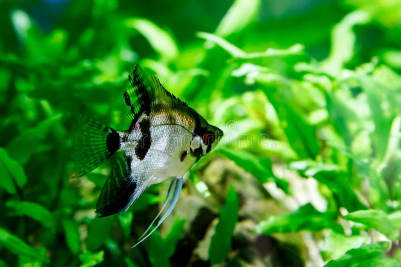 Kleine vissen in aquarium op een groene achtergrond stock foto's Kleine vissen in aquarium op een groene achtergrond stock foto's