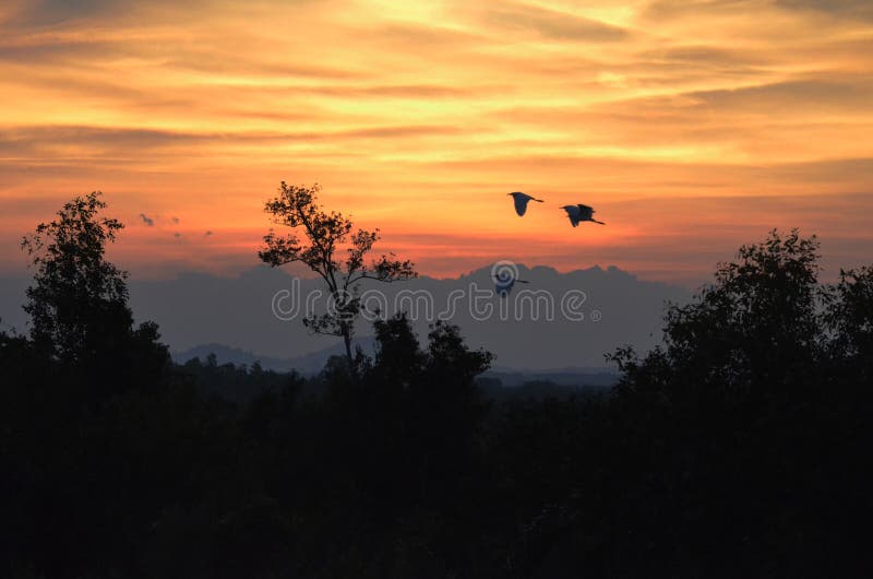 Kleine Vögel fliegen morgens unter das Licht von Dämmerung stockfotos Kleine Vögel fliegen morgens unter das Licht von Dämmerung stockfotos