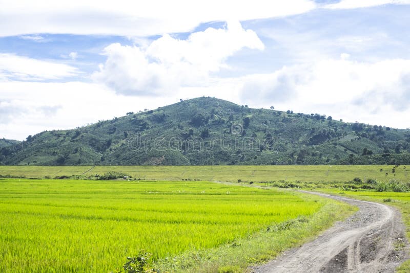 Klein pad naar het rijstveld stock foto