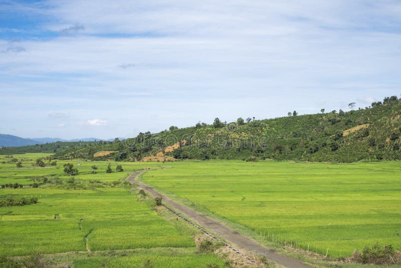 Klein pad naar het rijstveld royalty-vrije stock foto