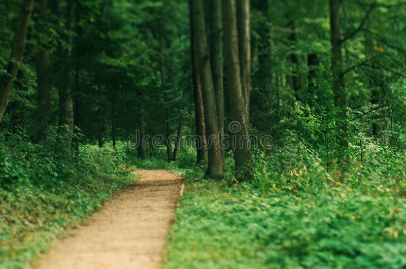 Klein pad in een park stock fotografie