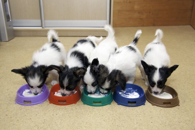 Little Puppies Papillon eating from bowls of colorful. Little Puppies Papillon eating from bowls of colorful