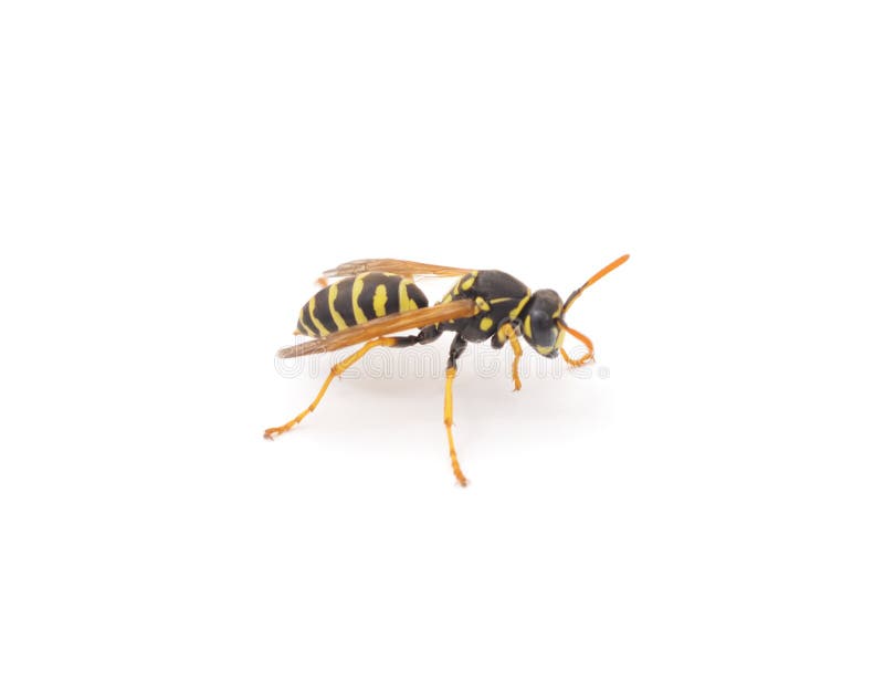 Small wasp on a white background. Small wasp on a white background.