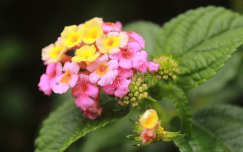 Kleine wilde Blumen mit grünem Hintergrund im kodaikanal stockfoto Kleine wilde Blumen mit grünem Hintergrund im kodaikanal stockfoto