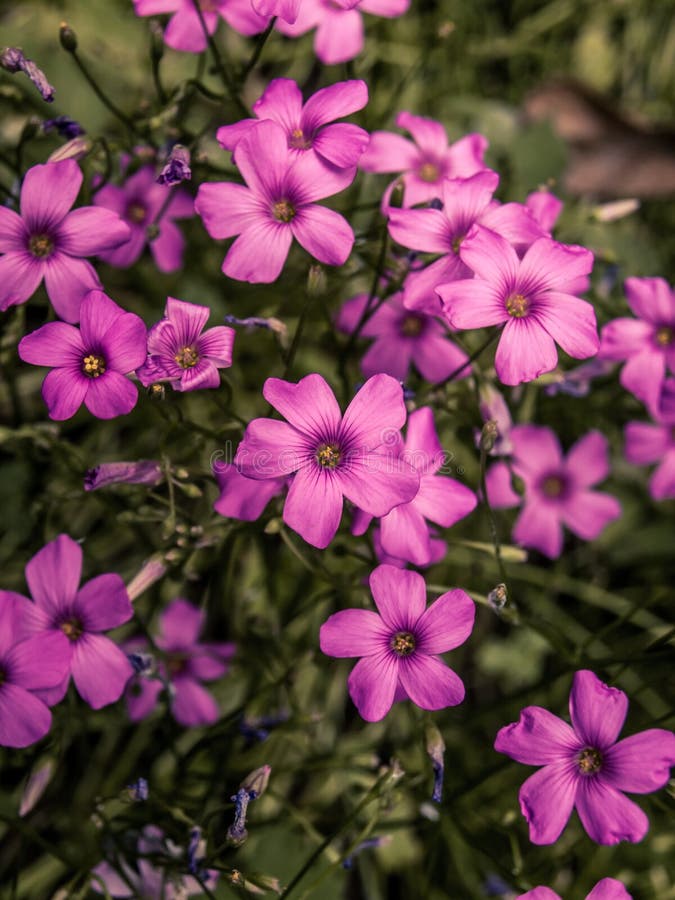 Kleine Wilde purpere bloemen stock fotografie Kleine Wilde purpere bloemen stock fotografie