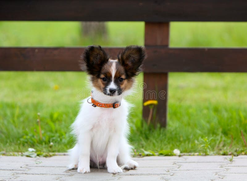 Kleine witte pluizige puppyzitting buiten Een hond op een achtergrond van groen gras royalty-vrije stock afbeelding Kleine witte pluizige puppyzitting buiten Een hond op een achtergrond van groen gras royalty-vrije stock afbeelding