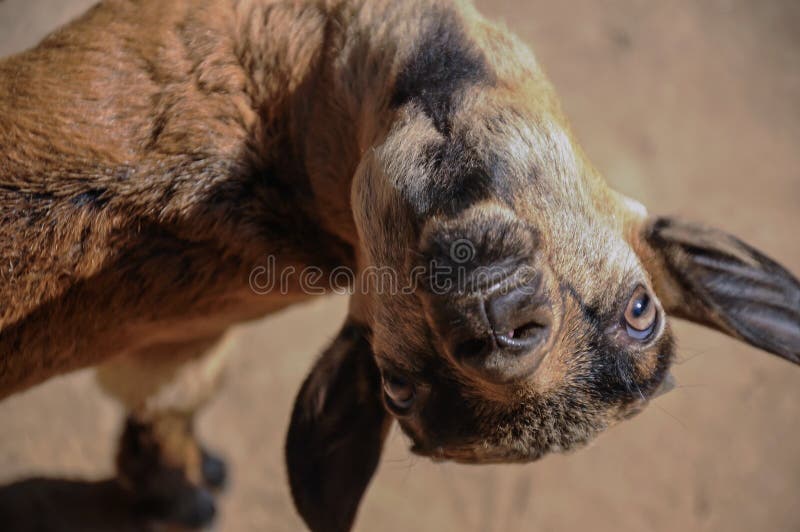 Lustige Ziege stockfoto. Bild von ziege, lustige - 13855920