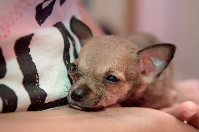 Kleinen Hunderasse Chihuahua, die auf den Händen des Mannes sitzen stockfoto Kleinen Hunderasse Chihuahua, die auf den Händen des Mannes sitzen stockfoto