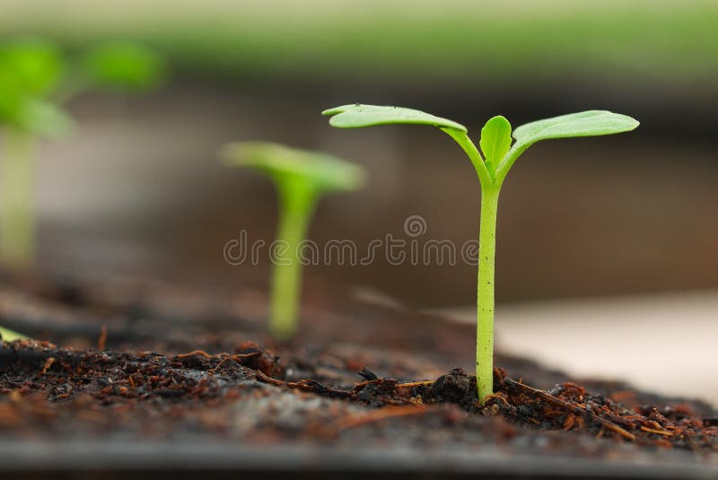 kleiner Betriebssprößling stockfoto kleiner Betriebssprößling stockfoto