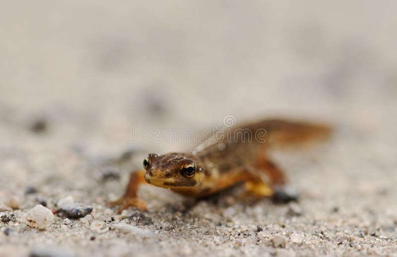 Kleiner brauner Salamander stockbild. Bild von 23426337