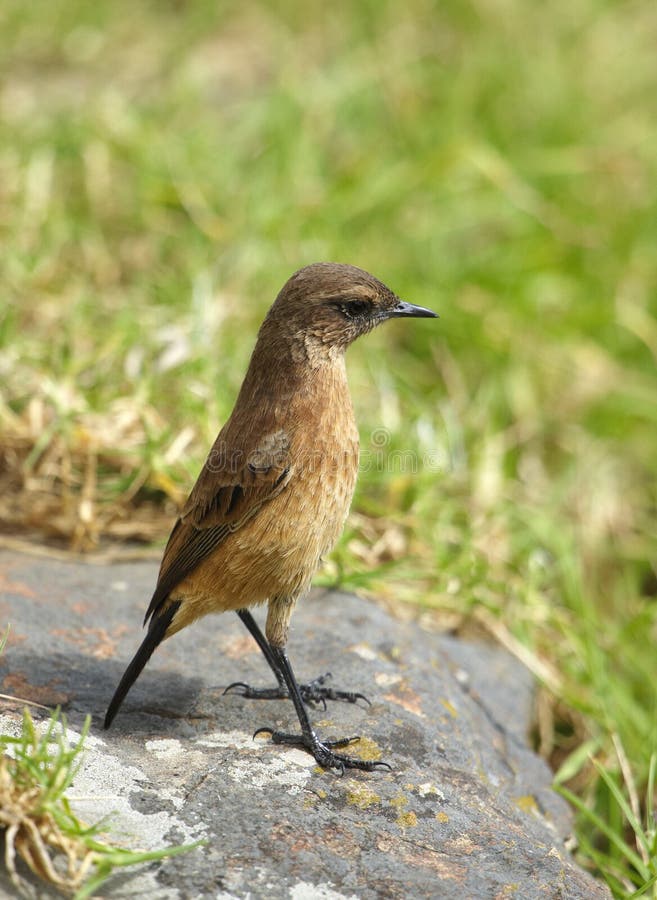 Kleiner Brauner Vogel Auf Einem Felsen Stockbild Bild von landschaft