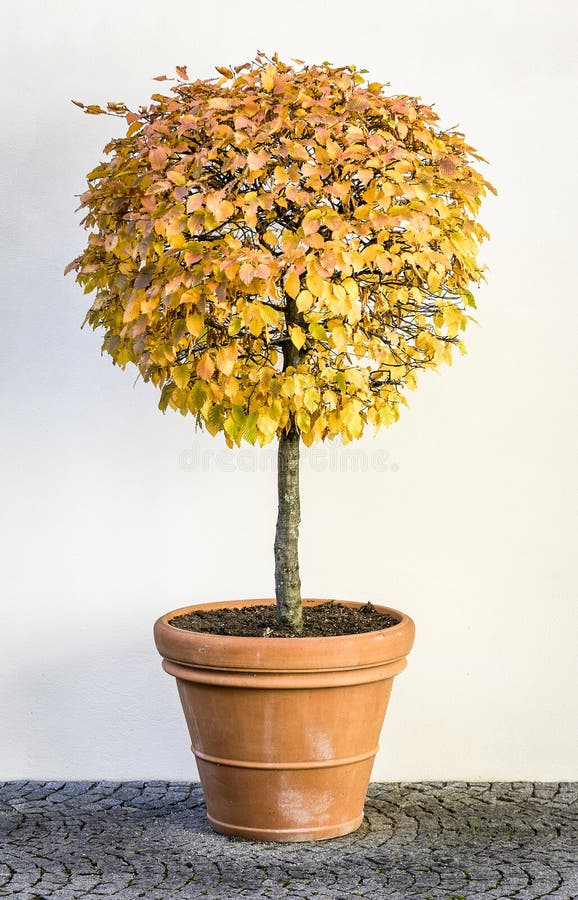 Kleiner Busch stockfoto. Bild von park, bild, blume, farbe 30130522