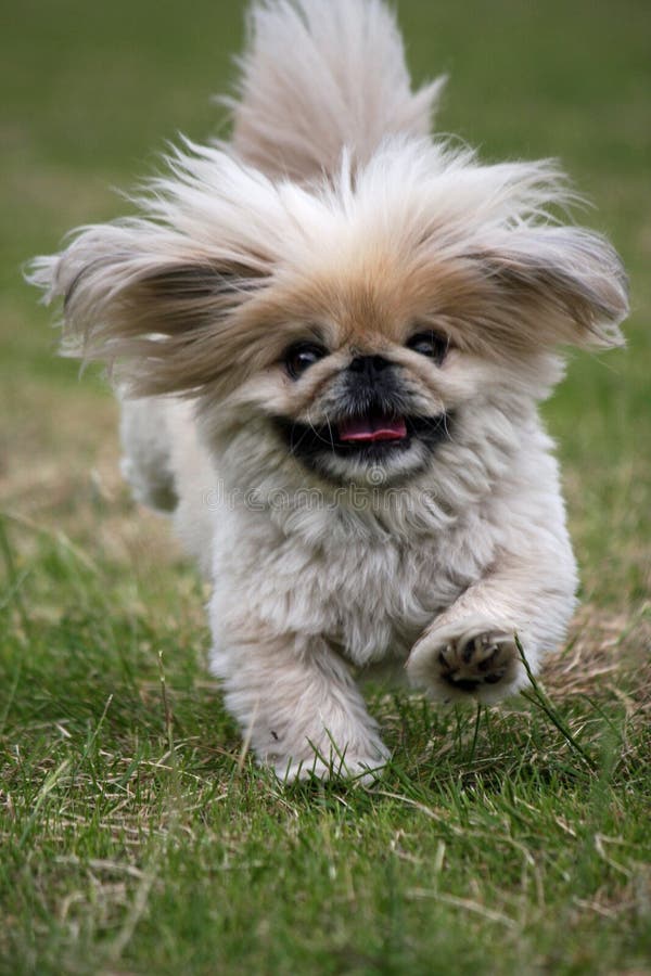 Kleiner flaumiger Hund sehr, der schnell läuft stockfotos Kleiner flaumiger Hund sehr, der schnell läuft stockfotos