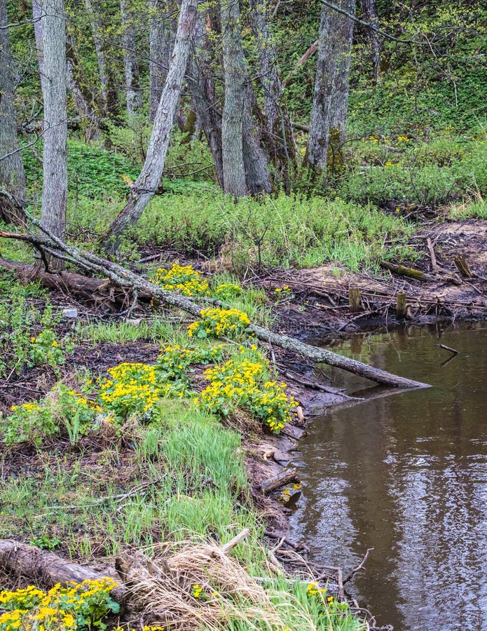 Kleiner Fluss mit vielen Pflanzenwurzeln stockfotos Kleiner Fluss mit vielen Pflanzenwurzeln stockfotos