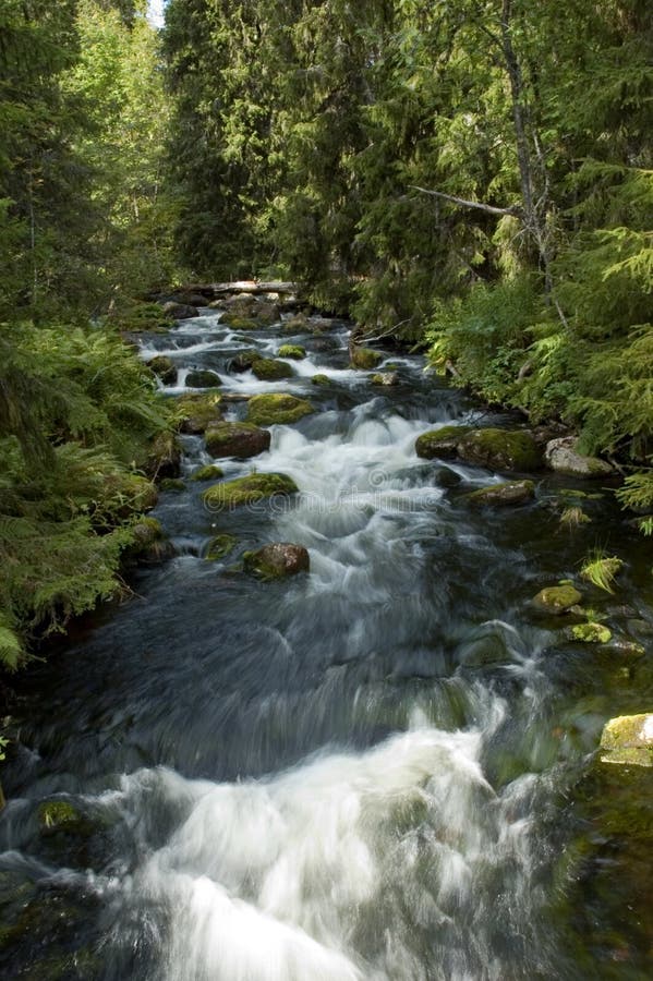 Kleiner Flusswasserfall, der durch starken Wald läuft stockfotos