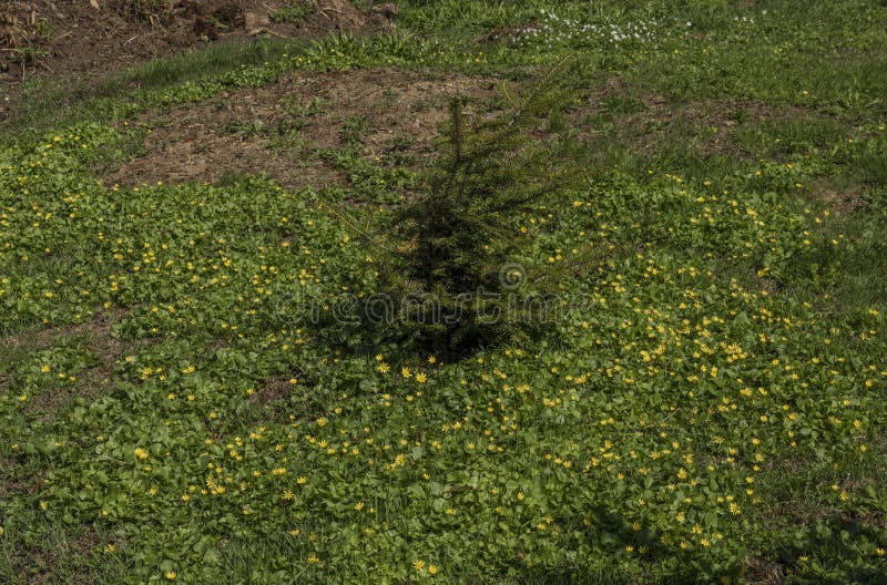 Kleiner gezierter Baum auf Frühlingswiese stockbild Kleiner gezierter Baum auf Frühlingswiese stockbild
