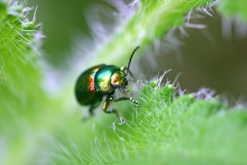 Kleiner glänzender Käfer stockbild. Bild von nahaufnahme 165209