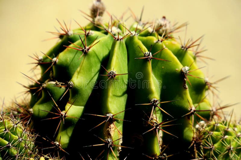 Kleiner gr?ner Kaktus mit gro?en scharfen Nadeln stockbild Kleiner gr?ner Kaktus mit gro?en scharfen Nadeln stockbild