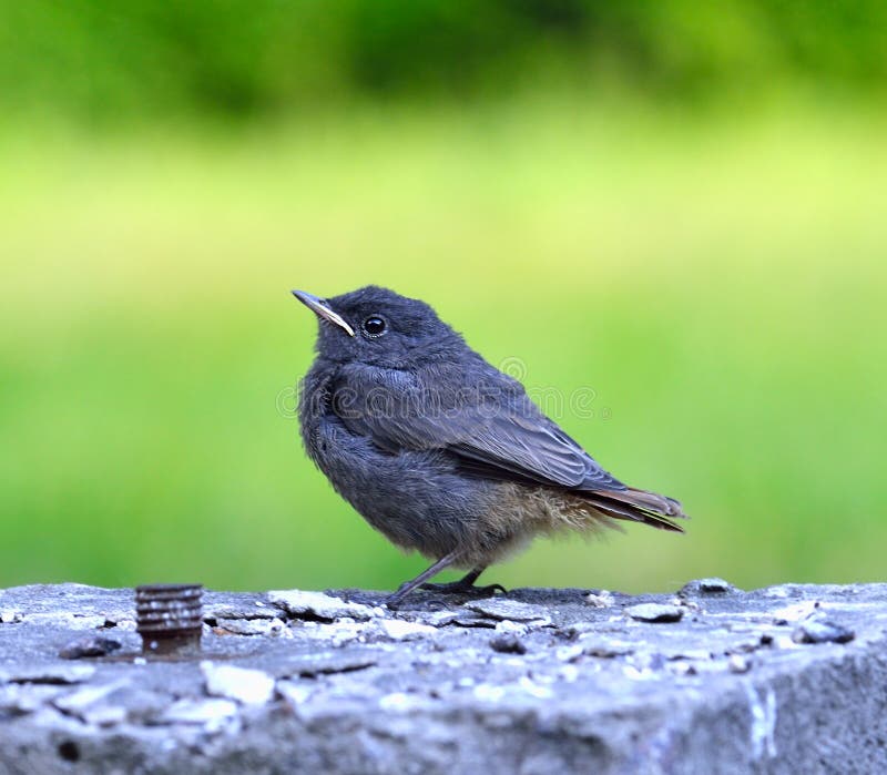 Kleiner Grauer Vogel In Den Wild Lebenden Tieren Stockbild Bild von