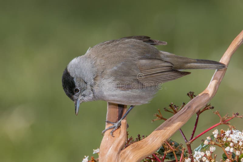Kleiner Grauer Vogel in Den Wild Lebenden Tieren Stockbild Bild von