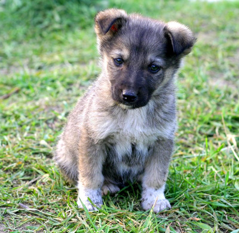 Grauer Welpe Einer Französischen Bulldogge Auf Einem Grauen Hintergrund