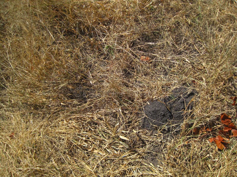 KLEINER HAUFEN DER GRAUEN ERDE IM TROCKENEN GRAS WEGEN DER AMEISEN-TÄTIGKEIT lizenzfreies stockbild KLEINER HAUFEN DER GRAUEN ERDE IM TROCKENEN GRAS WEGEN DER AMEISEN-TÄTIGKEIT lizenzfreies stockbild